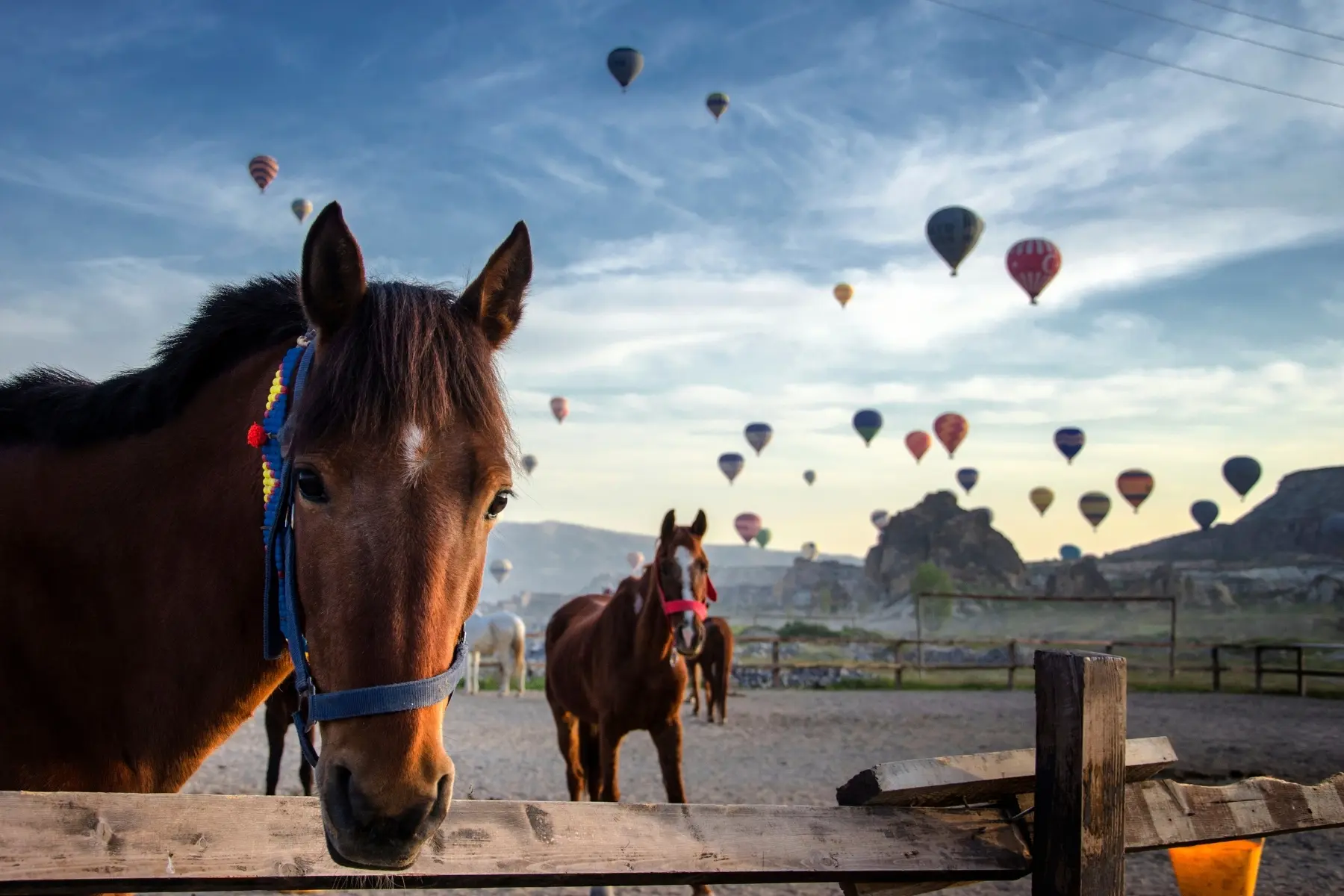 Horse-Riding-283